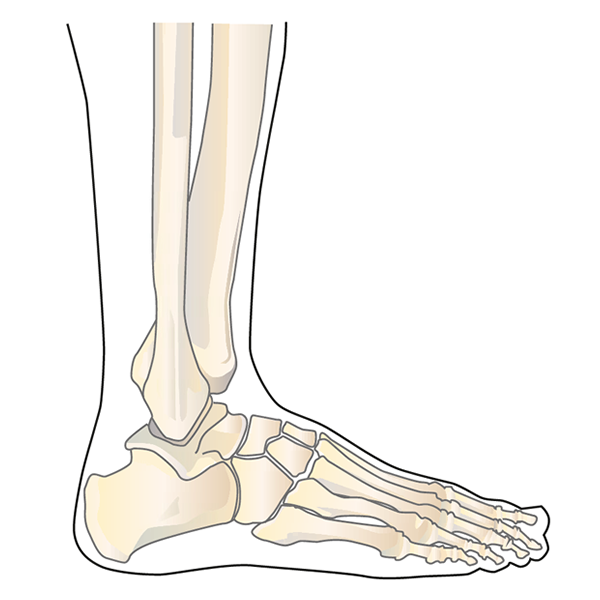 Anatom&#237;a del tobillo