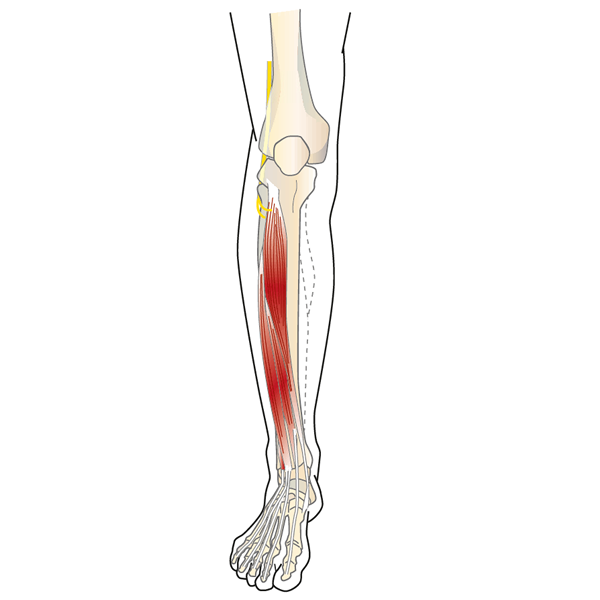 Foot Drop Anatomy