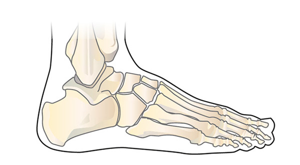 Anatomie van de enkel