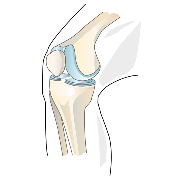 Knee Anatomy