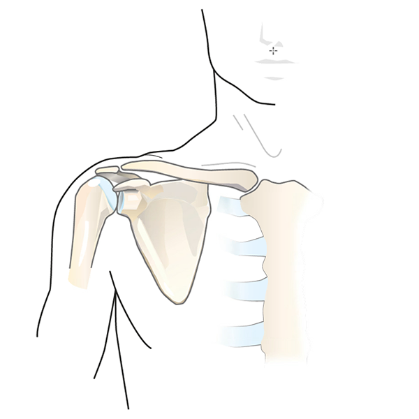 Shoulder Anatomy