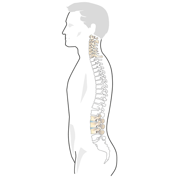 Spinal Column Anatomy